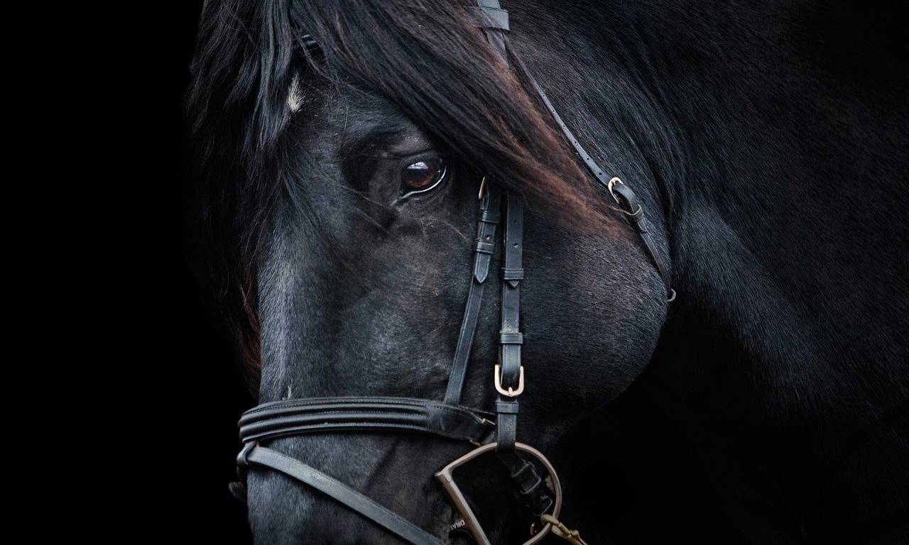 stallion-422110_1280