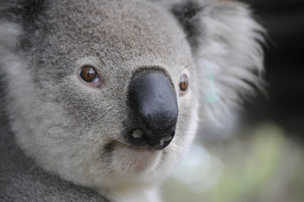 koala-630117_1280