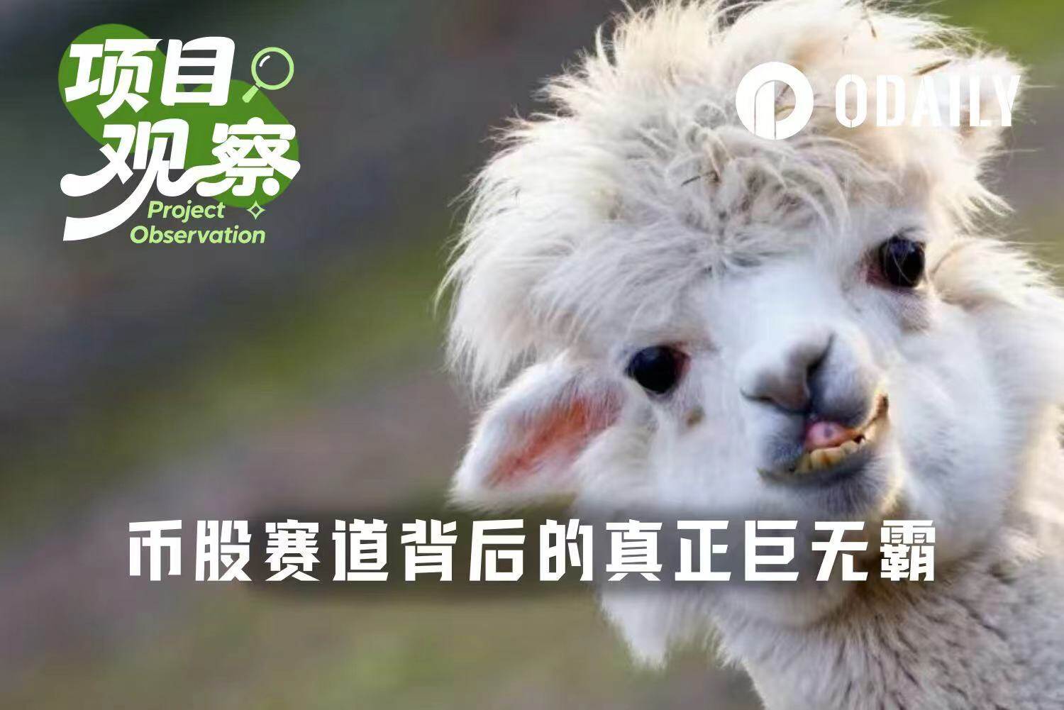 独占94%市场份额，谁是币股竞赛背后的真正赢家？