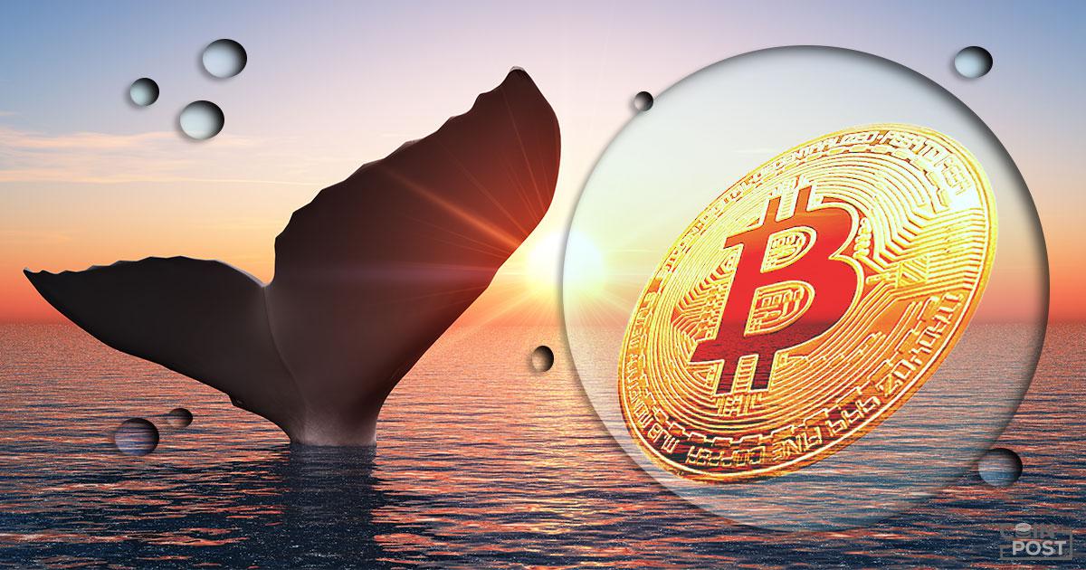 ビットコイン、クジラが大規模蓄積　1カ月で6万超を取得＝Santiment